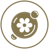 Nuevo Placa